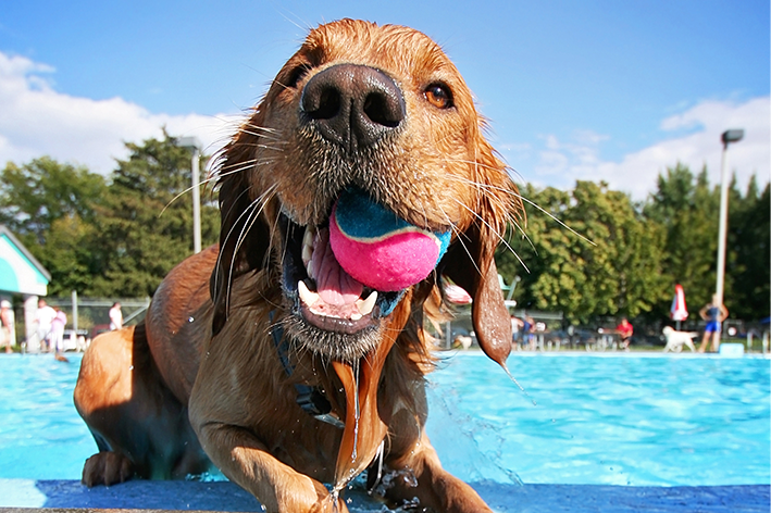 Cuidados essenciais com pets na praia, piscina ou spa